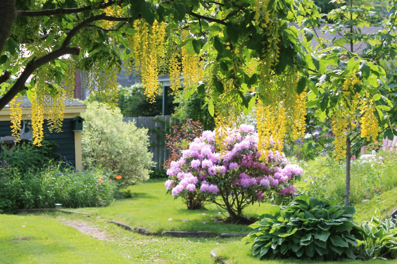 Rothesay House Heritage Inn B&B Harbour Grace ภายนอก รูปภาพ